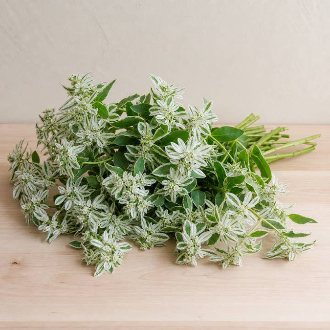 Fresh Snow-on-the-Mountain product photograph