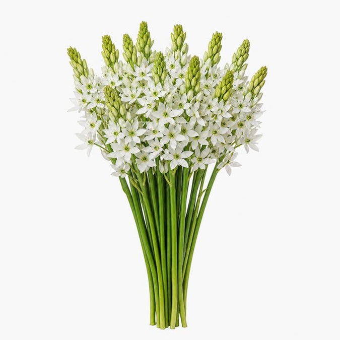 Fresh Star of Bethlehem product photograph