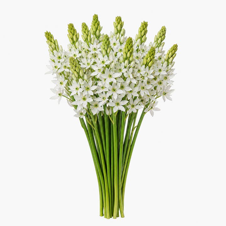 Fresh Star of Bethlehem product photograph