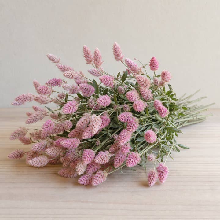 Fresh Pink Mulla Mulla product photograph