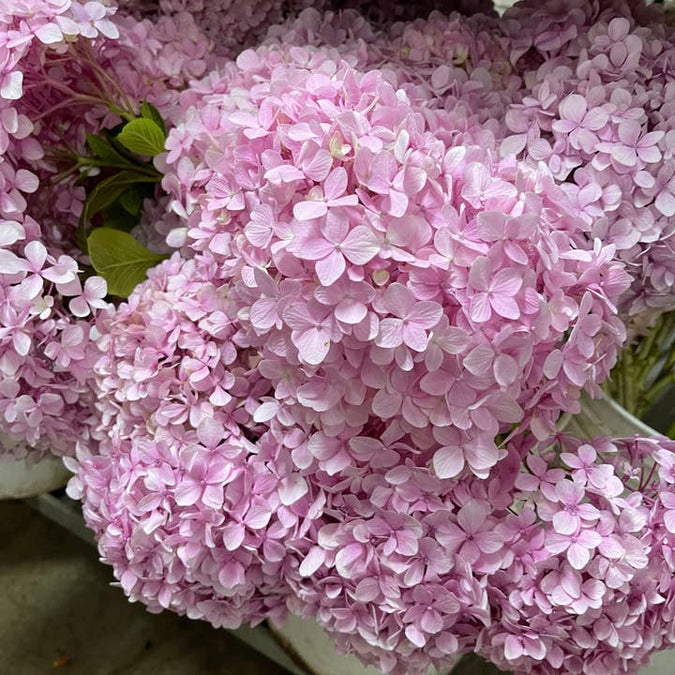 Fresh Hydrangea Flowers — Grower’s Choice / Unspecified Color product photograph