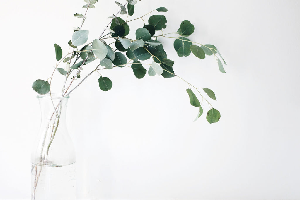 What Does Eucalyptus do in the Shower?