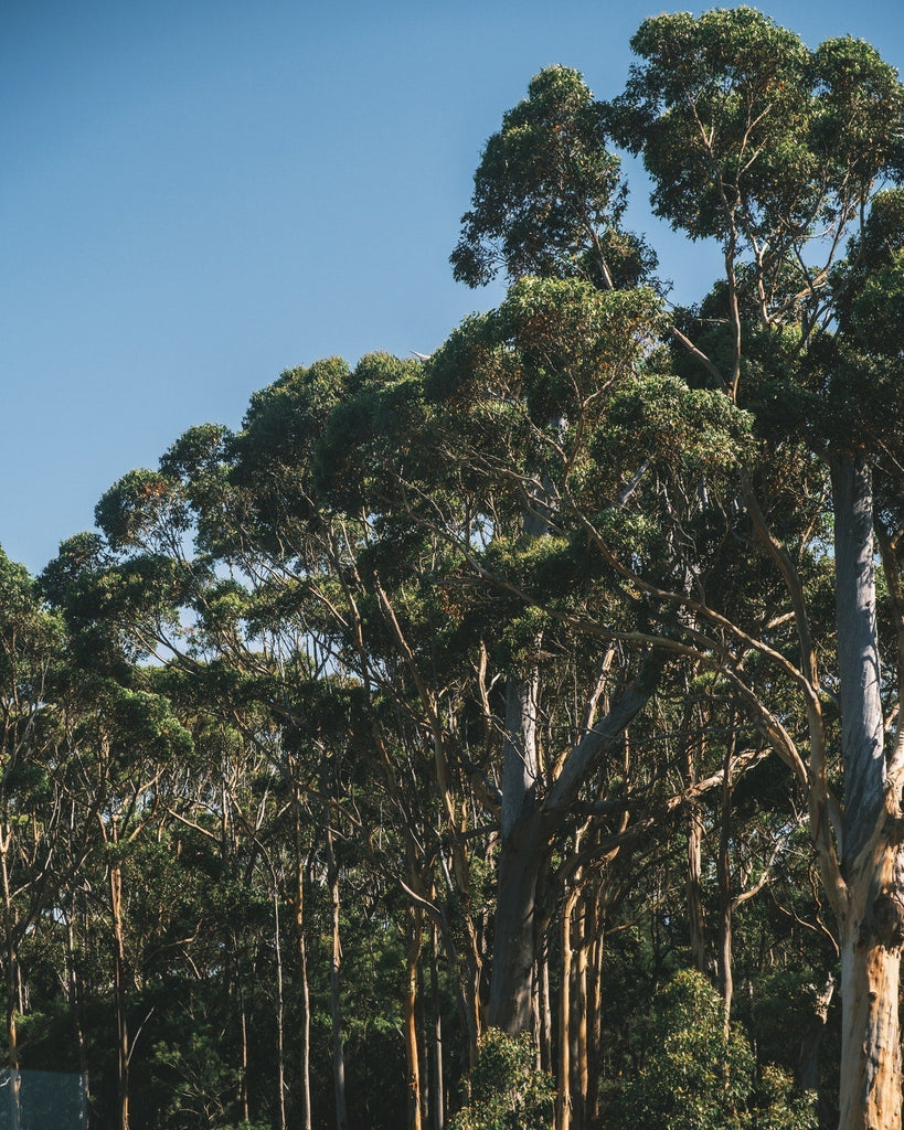 What Kind of Eucalyptus Should I Use in My Shower?