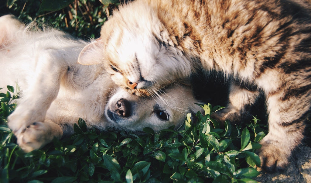 What Essential Oils Are Safe to Use Around Pets?