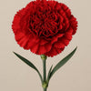 Red carnation product photograph