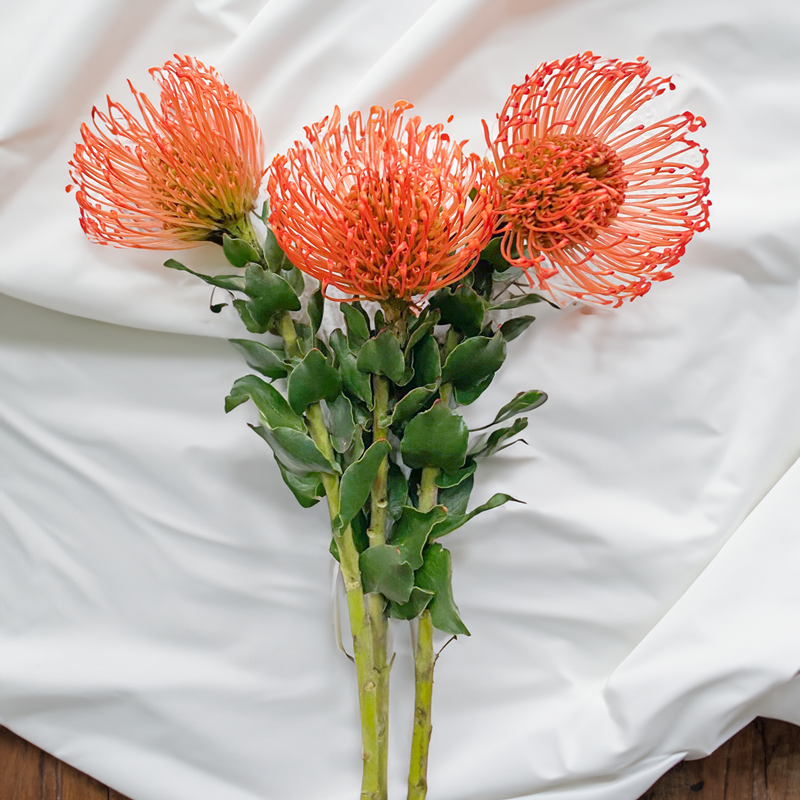 What to expect from orange pincushion flower bouquets