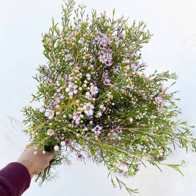 What to expect from flower of the month subscription