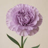 Fresh Red and Lavender Carnations — Lavender product photograph