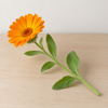 Single orange Calendula officinalis stem.