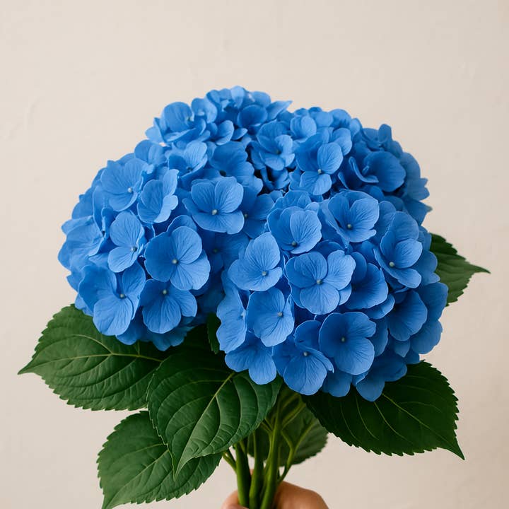 Blue hydrangea product photograph