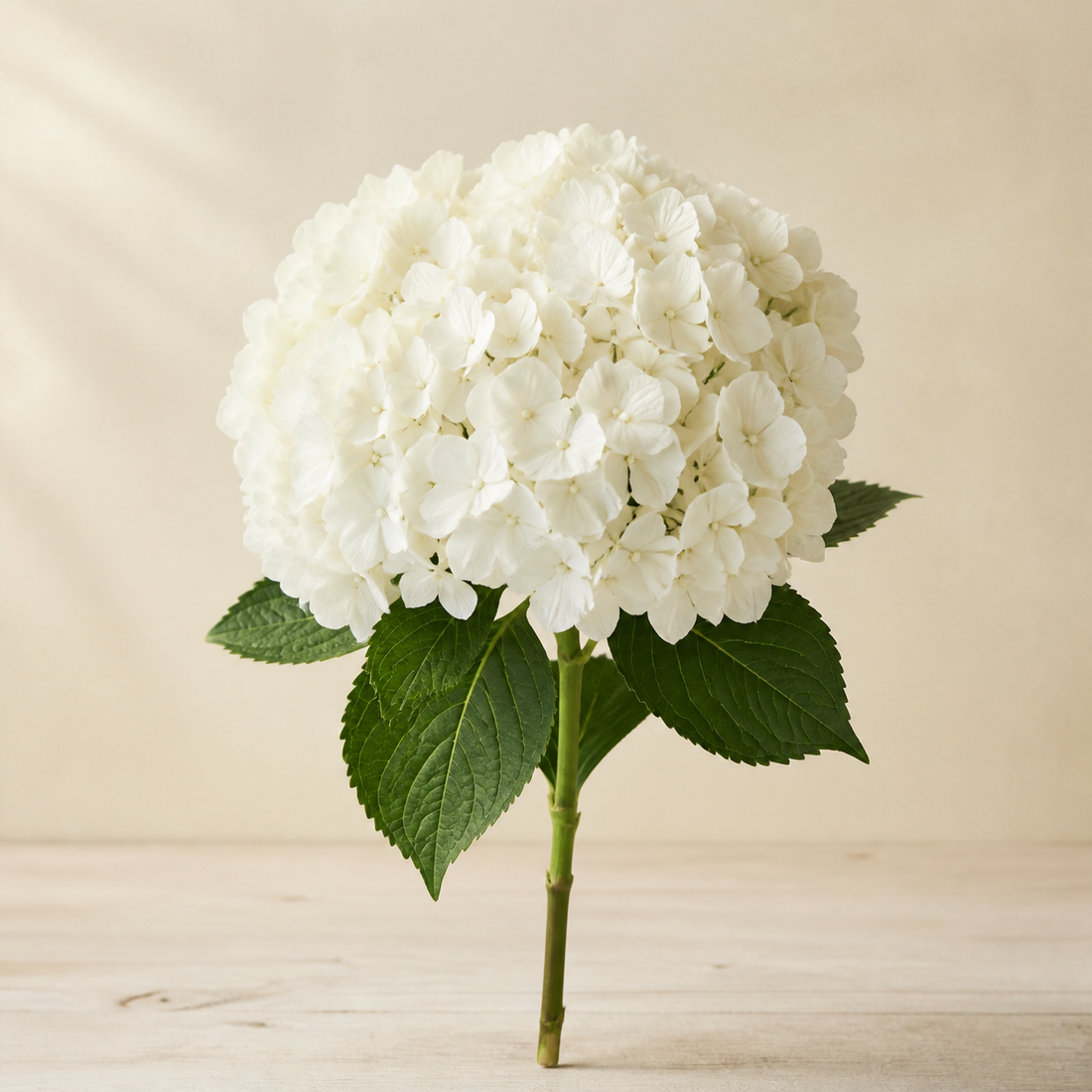 Representative AI-generated editorial image of a white hydrangea flower
