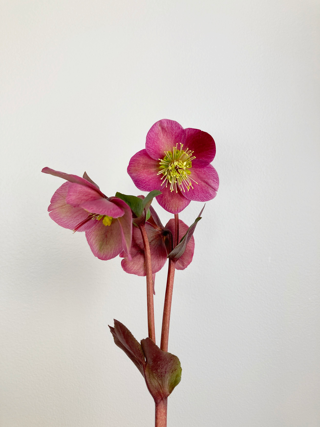 What to expect from lepto flower bouquets