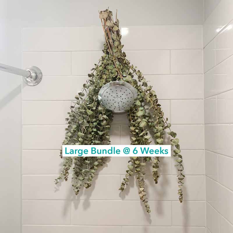 large bundle at 6 weeks in tile shower