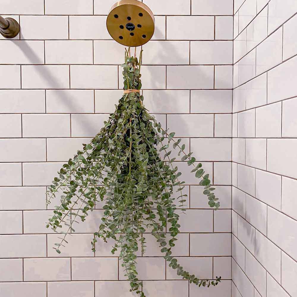 Original Eucalyptus Bundle | or | Self-Care Shower