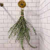 Eucalyptus bunch hanging from brass shower head in white tile bathroom from twine