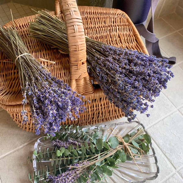 Large Lavender bundles on wicker basket with eucalyptus underneath