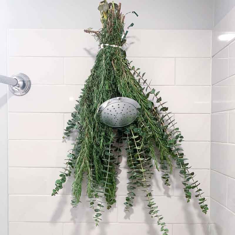 Fresh eucalyptus and rosemary on shower-head with white tile background