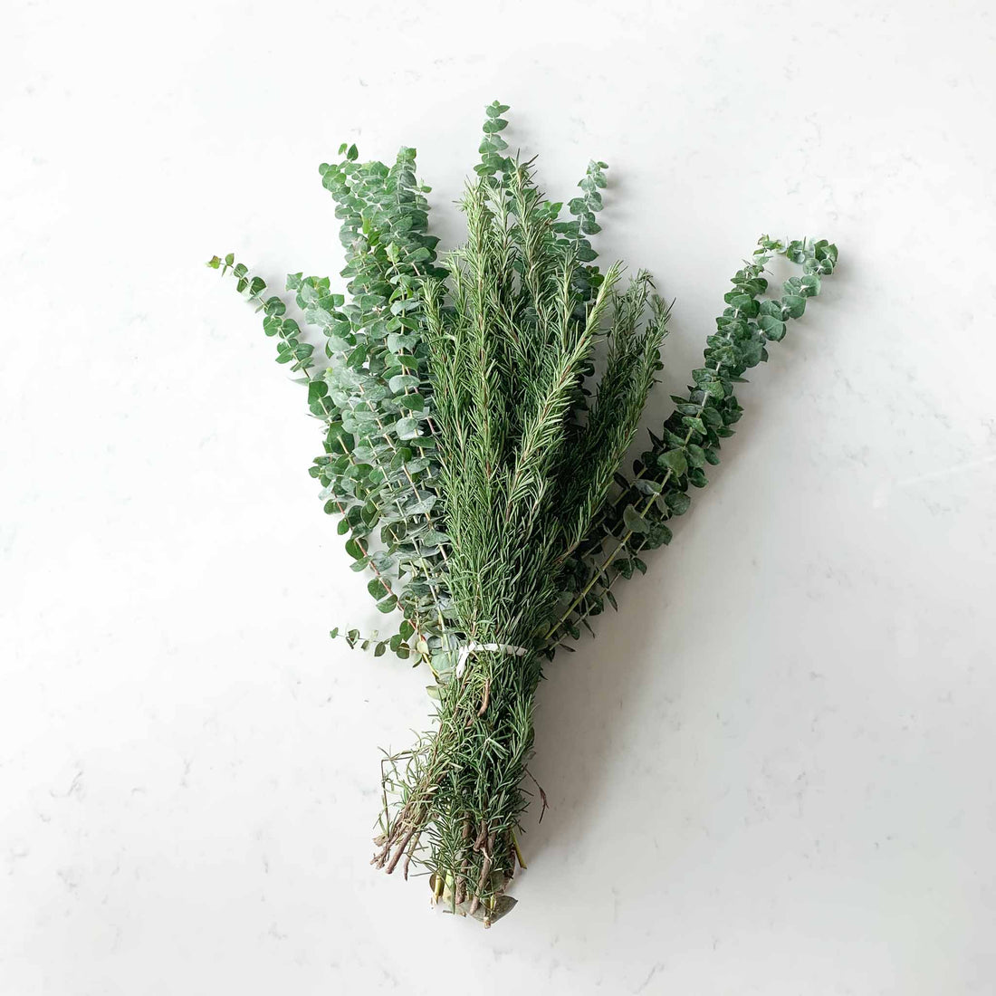 Rosemary and eucalyptus on white quartz backdrop