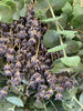 Close up view of small lavender blossoms nestled inside a eucalyptus bundle